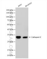 Cathepsin D Recombinant monoclonal antibody Proteintech  83743-2-RR