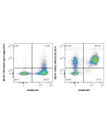 Anti-Mouse IL-4RA/CD124 Rabbit Recombinant Antibody Proteintech  98276-1-RR