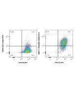 Anti-Mouse CD206 Rabbit Recombinant Antibody Proteintech  98031-1-RR