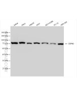 NCBP1/CBP80 Recombinant monoclonal antibody Proteintech  83212-4-RR