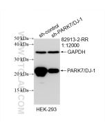 PARK7/DJ-1 Recombinant monoclonal antibody Proteintech  82913-2-RR