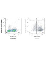 Anti-Rat CD80 (3H5) Mouse IgG2a Recombinant Antibody Proteintech  65580-1-MR