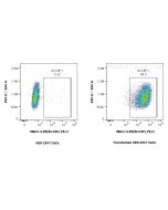 Anti-Rat M-CSF Rabbit Recombinant Antibody Proteintech  98641-3-RR