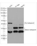 Cathepsin B Polyclonal antibody Proteintech  12216-1-AP