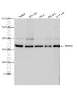 KDM3A/JMJD1A Recombinant monoclonal antibody Proteintech  83571-2-RR