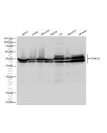 ERK1/2 Recombinant monoclonal antibody Proteintech  83533-1-RR