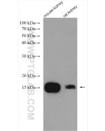 CISD2 Polyclonal antibody Proteintech  13318-1-AP