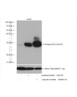 Phospho-BCL2 (Ser70) Recombinant monoclonal antibody Proteintech  80771-2-RR