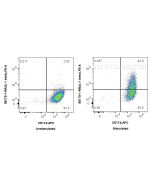 Anti-Mouse IL-1 beta Rabbit Recombinant Antibody Proteintech  98179-1-RR