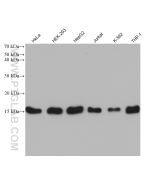 TOM20 Monoclonal antibody Proteintech  66777-1-Ig