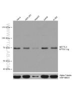 METTL3 Monoclonal antibody Proteintech  67733-1-Ig
