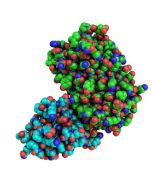 ChromoTek anti-GFP recombinant VHH, 2x Cys for conjugation gtCys2 proteintech