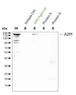 ChromoTek anti-Mouse IgG2a VHH Agarose for Immunoprecipitation mIG2aa proteintech