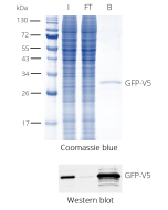 ChromoTek V5-Trap® Magnetic Agarose v5tma proteintech