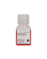 Rabbit Superior Mesenteric Artery Endothelial Cell Complete Medium procell CM-Rb246