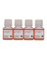 Nthy-ori 3-1 Cell Complete Medium procell CM-0817