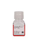 Rat Pulmonary Great Artery Endothelial Cell Complete Medium procell CM-R011