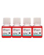 DMEM/F12 (with HEPES) Complete Medium (10) procell PM150310B