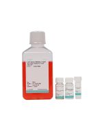 Neural Stem Cell Medium (NSCM) procell CM-ZY004
