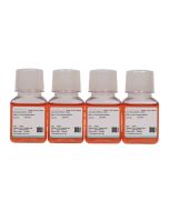 KMS-11 Cell Complete Medium procell CM-0794