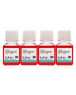 MLO-Y4 [MLOY4] Cell Complete Medium procell CM-0567