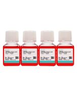 WPMY-1 Cell Complete Medium procell CM-0467