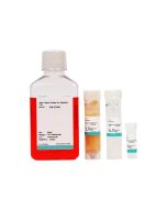 Epithelial Cell Medium (EpiCM) procell CM-ZY002