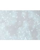 H1 Cell Complete Medium procell CM-0889