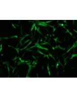 U-87 MG-GFP Cell Complete Medium procell CM-1108