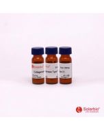 Collagenase III