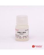 Gentamicin Solution (50mg/ml)