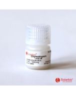 α-Chymotrypsin