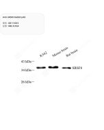 Anti-SRSF8 Rabbit pAb servicebio GB113033-100