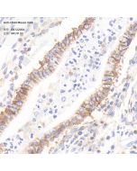 Anti-CD44 Mouse mAb servicebio GB122054-100