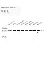 Anti-Neurotrophin 3 Rabbit pAb servicebio GB11764-100