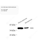 Anti-TRAP alpha/TRAPA Rabbit pAb servicebio GB113426-100