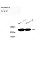 Anti-SPR Rabbit pAb servicebio GB113845-100
