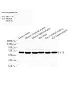 Anti-SYT1 Rabbit pAb servicebio GB111130-100