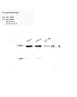 Anti-Rpl10l Rabbit pAb servicebio GB112185-100