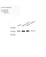 Anti-TTC33 Rabbit pAb servicebio GB112360-100