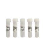 G418 Sulfate Solution (50mg/mL) servicebio G4024-5ML