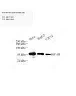 Anti-IGF1 Receptor Rabbit pAb servicebio GB111631-100