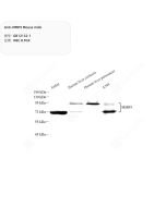 Anti-MMP9 Mouse mAb servicebio GB12132-1-100