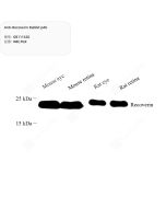 Anti-Recoverin Rabbit pAb servicebio GB111620-50