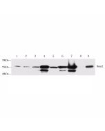 Anti-RUNX2 Rabbit pAb servicebio GB13264-50