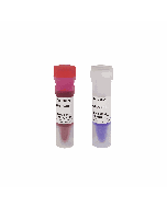 GN100bp DNA Ladder II servicebio G3366-01