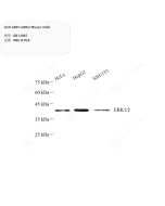 Anti-ERK1+ERK2 Mouse mAb servicebio GB12087-100