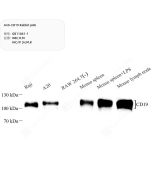 Anti-CD19 Rabbit pAb servicebio GB11061-1-100