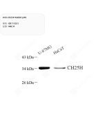 Anti-CH25H Rabbit pAb servicebio GB113221-100