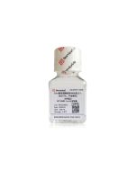 SWE Recombinant Trypsin (10×)-EDTA, no phenol red servicebio G4054-100ML